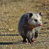 opossum in the yard