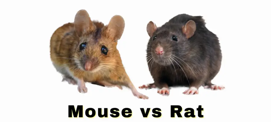 How To Identify Rat Vs Mouse Understanding The Key Differences