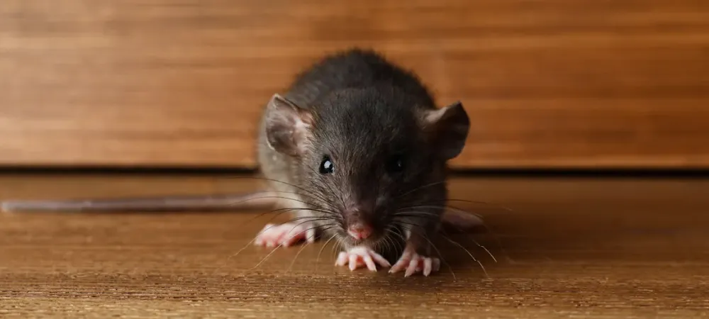 mouse in a house