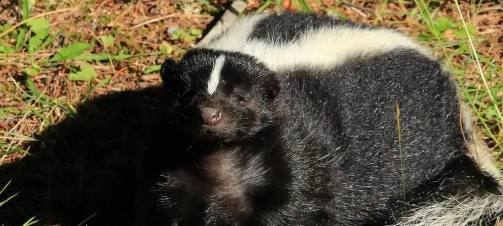 How Far Can a Skunk Spray? I All Seasons Pest Control